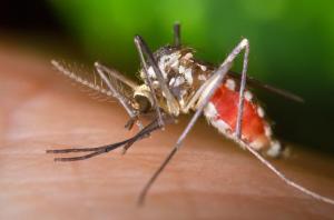 West Nile Virus Mosquito - Aedes triseriatus